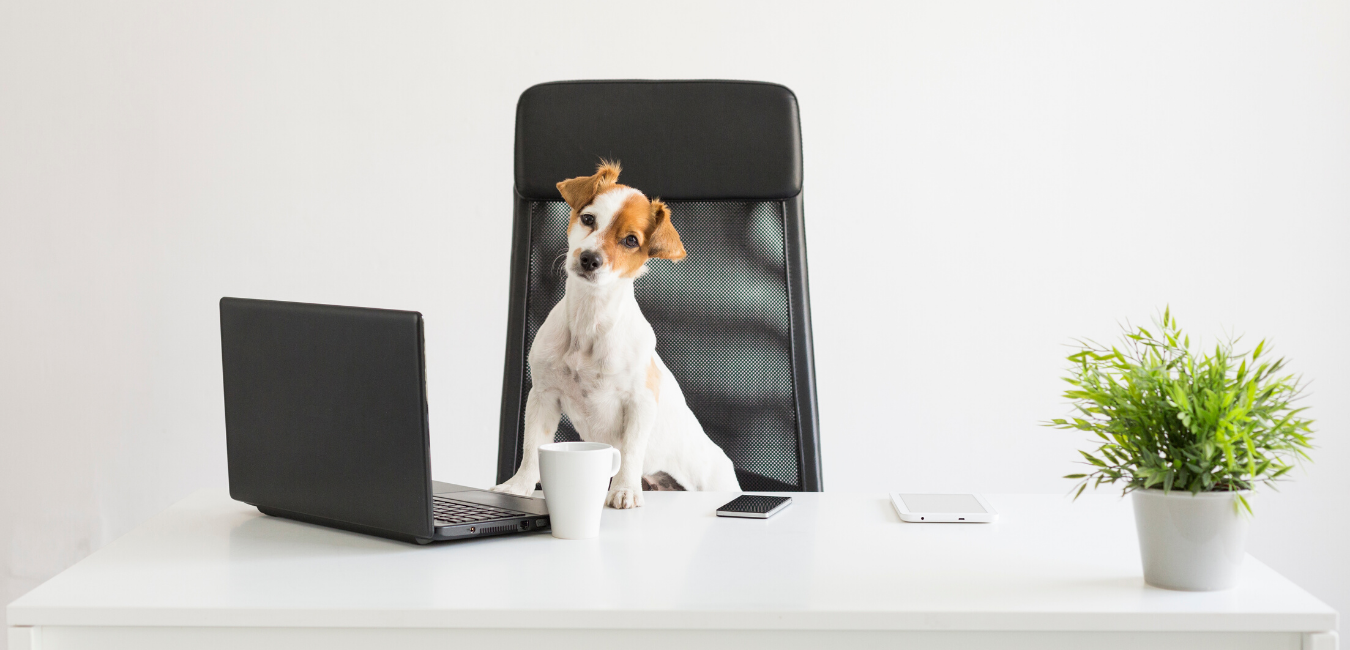 Dog working on computer